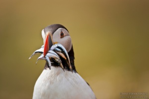 Atlantic Puffin with Sand Eel prey